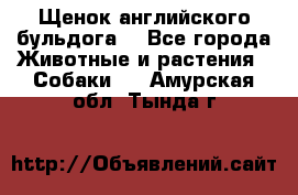 Щенок английского бульдога  - Все города Животные и растения » Собаки   . Амурская обл.,Тында г.